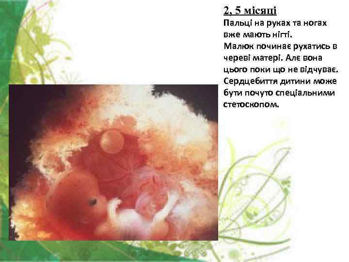 2, 5 місяці Пальці на руках та ногах вже мають нігті. Малюк починає рухатись