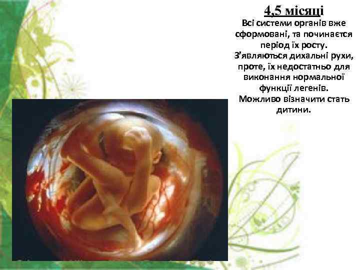 4, 5 місяці Всі системи органів вже сформовані, та починаєтся період їх росту. З’являються