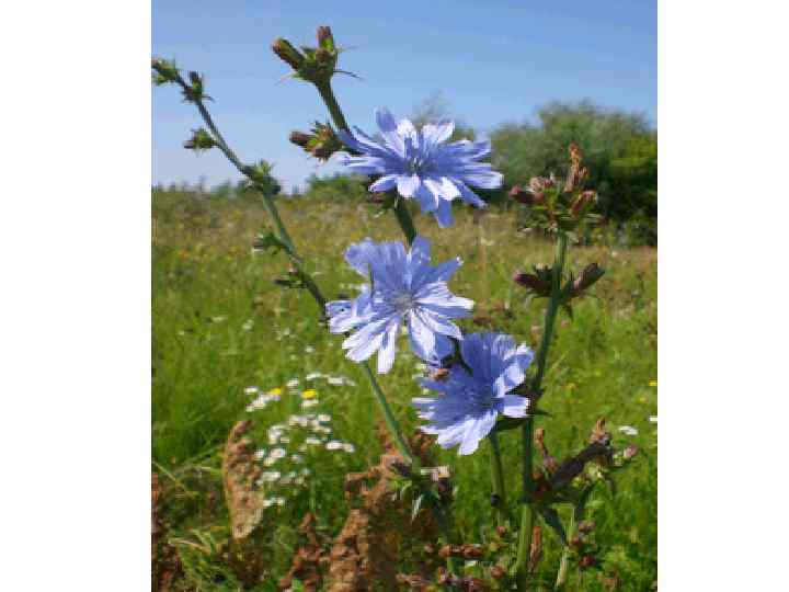  • Цикорий ценен тем, что способствует нормализации холестеринового обмена в организме. Он повышает