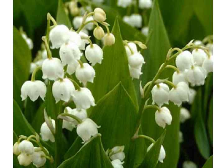  • Валериана(двудомная)лекарственная издавна нашла широкое применение в лечебной практике народа, используется в виде
