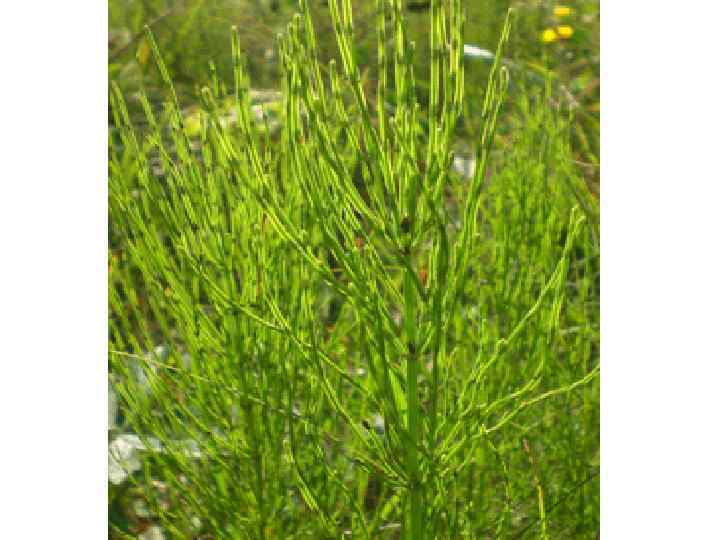  • Пижма обыкновенная • Растение оказывает противовоспалительное, бактерицидное, вяжущее, желчегонное, мочегонное, улучшающее пищеварение,