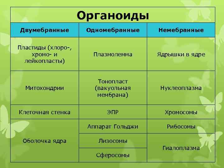 Пластиды митохондрии органоиды