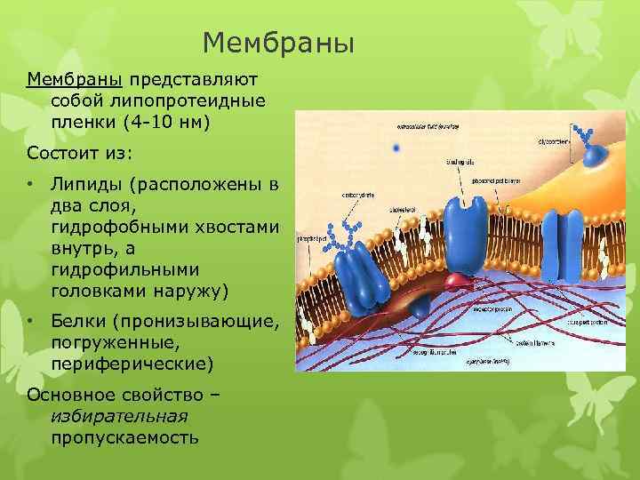 Мембраны представляют собой липопротеидные пленки (4 -10 нм) Состоит из: • Липиды (расположены в