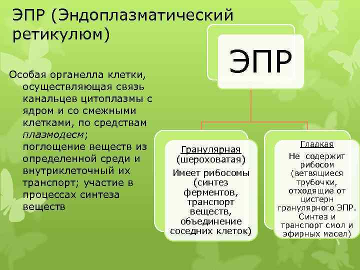 ЭПР (Эндоплазматический ретикулюм) Особая органелла клетки, осуществляющая связь канальцев цитоплазмы с ядром и со
