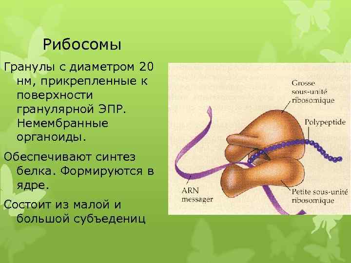 Рибосомы Гранулы с диаметром 20 нм, прикрепленные к поверхности гранулярной ЭПР. Немембранные органоиды. Обеспечивают