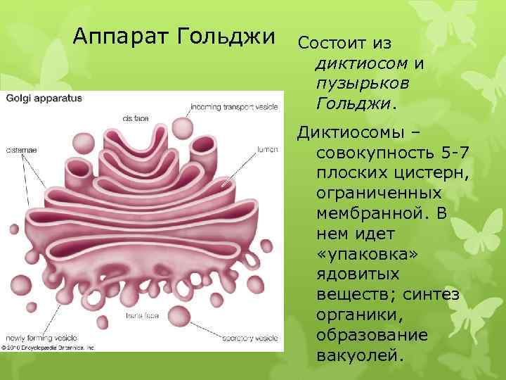 Аппарат Гольджи Состоит из диктиосом и пузырьков Гольджи. Диктиосомы – совокупность 5 -7 плоских
