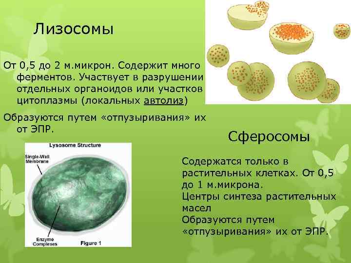 Лизосомы От 0, 5 до 2 м. микрон. Содержит много ферментов. Участвует в разрушении
