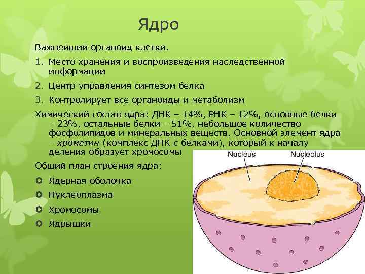 Ядро Важнейший органоид клетки. 1. Место хранения и воспроизведения наследственной информации 2. Центр управления