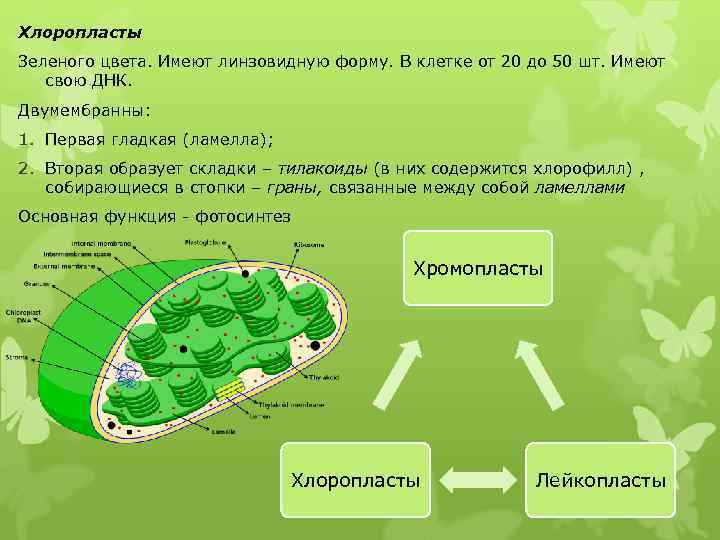 Хлоропласты Зеленого цвета. Имеют линзовидную форму. В клетке от 20 до 50 шт. Имеют