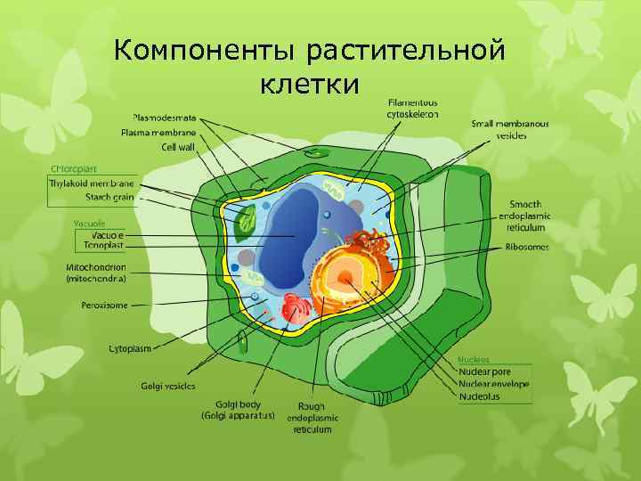 Компоненты растительной клетки 