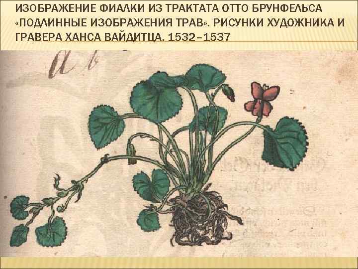 ИЗОБРАЖЕНИЕ ФИАЛКИ ИЗ ТРАКТАТА ОТТО БРУНФЕЛЬСА «ПОДЛИННЫЕ ИЗОБРАЖЕНИЯ ТРАВ» . РИСУНКИ ХУДОЖНИКА И ГРАВЕРА