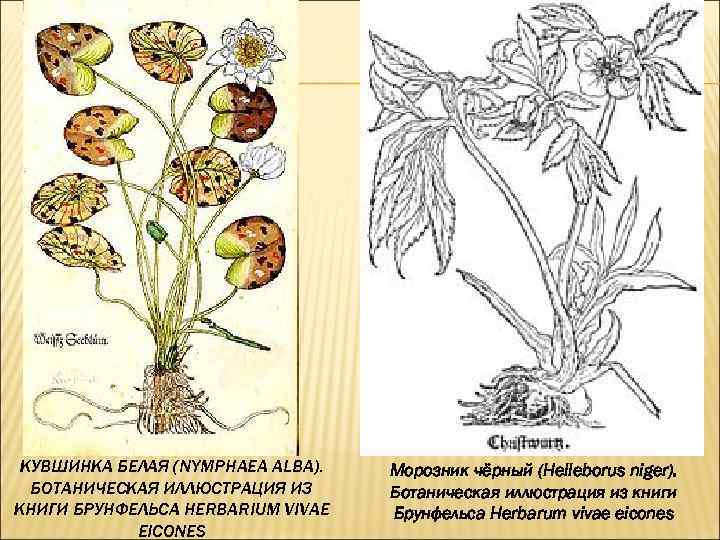КУВШИНКА БЕЛАЯ (NYMPHAEA ALBA). БОТАНИЧЕСКАЯ ИЛЛЮСТРАЦИЯ ИЗ КНИГИ БРУНФЕЛЬСА HERBARIUM VIVAE EICONES Морозник чёрный