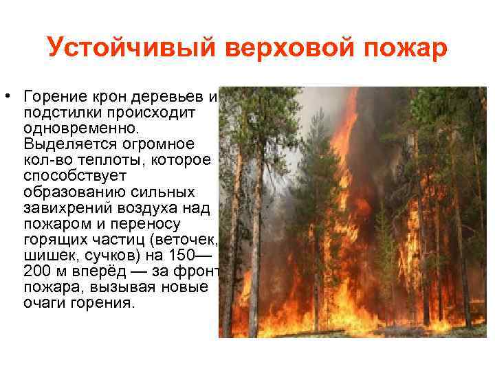 Устойчивый верховой пожар • Горение крон деревьев и подстилки происходит одновременно. Выделяется огромное кол-во