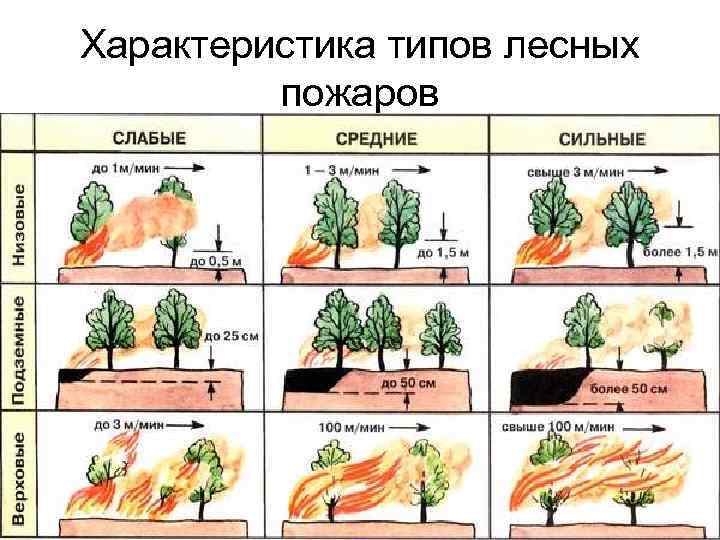 Характеристика типов лесных пожаров 