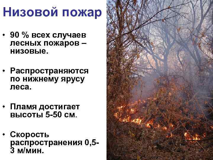 Низовой пожар • 90 % всех случаев лесных пожаров – низовые. • Распространяются по