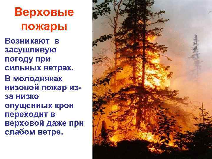 Верховые пожары Возникают в засушливую погоду при сильных ветрах. В молодняках низовой пожар изза