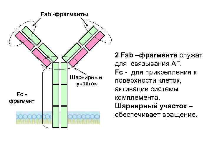  Fab фрагменты 2 Fab –фрагмента служат для связывания АГ. Fc для прикрепления к