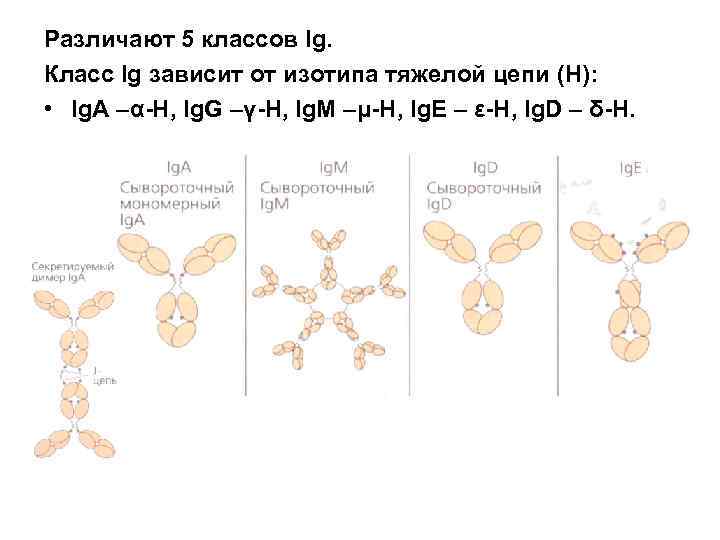 Различают 5 классов Ig. Класс Ig зависит от изотипа тяжелой цепи (H): • Ig.