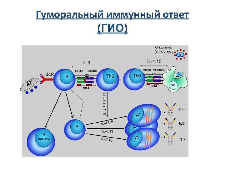  Гуморальный иммунный ответ (ГИО) АГ 