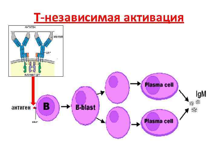 Схема гуморального иммунного ответа на т зависимые и т независимые антигены