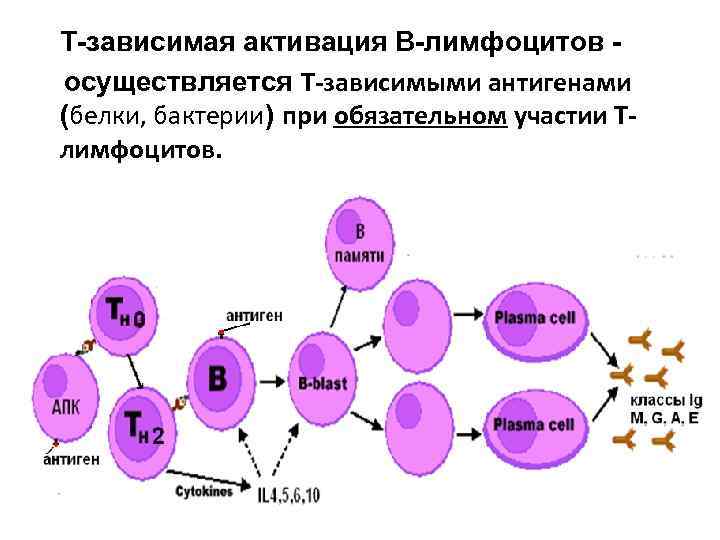 Т зависимая активация В лимфоцитов осуществляется Т-зависимыми антигенами (белки, бактерии) при обязательном участии Т-