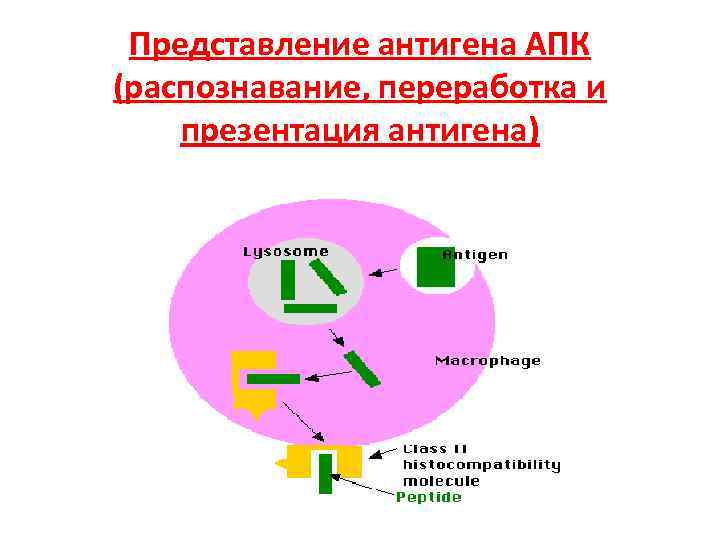  Представление антигена АПК (распознавание, переработка и презентация антигена) 