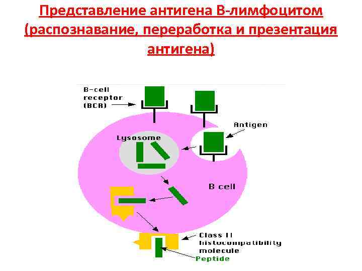  Представление антигена В-лимфоцитом (распознавание, переработка и презентация антигена) 