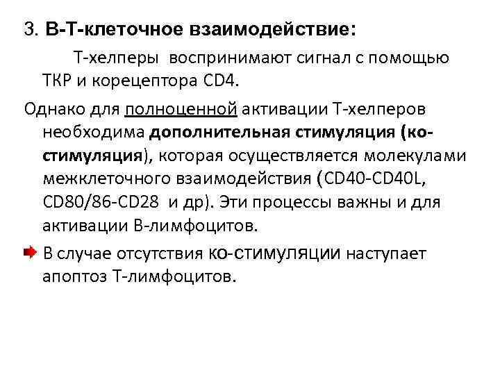 3. В Т клеточное взаимодействие: Т-хелперы воспринимают сигнал с помощью ТКР и корецептора СD