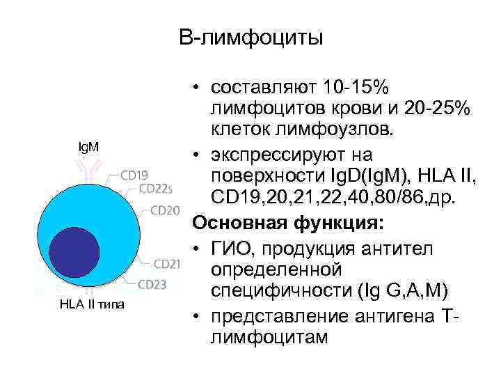  В-лимфоциты • составляют 10 -15% лимфоцитов крови и 20 -25% клеток лимфоузлов. Ig.