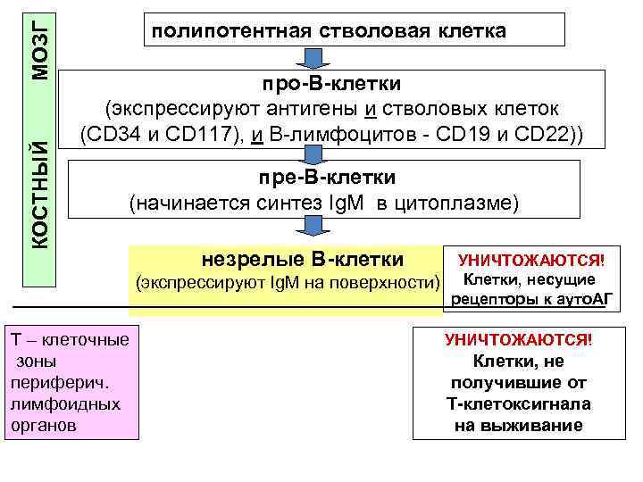  МОЗГ полипотентная стволовая клетка про В клетки (экспрессируют антигены и стволовых клеток (СD