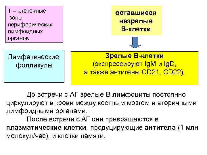 Т – клеточные оставшиеся зоны периферических незрелые лимфоидных В клетки органов Лимфатические Зрелые В