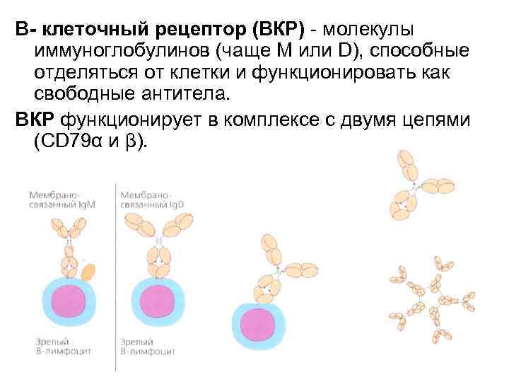 В клеточный рецептор (ВКР) - молекулы иммуноглобулинов (чаще М или D), способные отделяться от