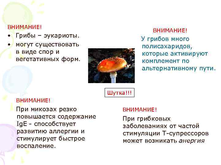 ВНИМАНИЕ! • Грибы – эукариоты. • могут существовать в виде спор и вегетативных форм.