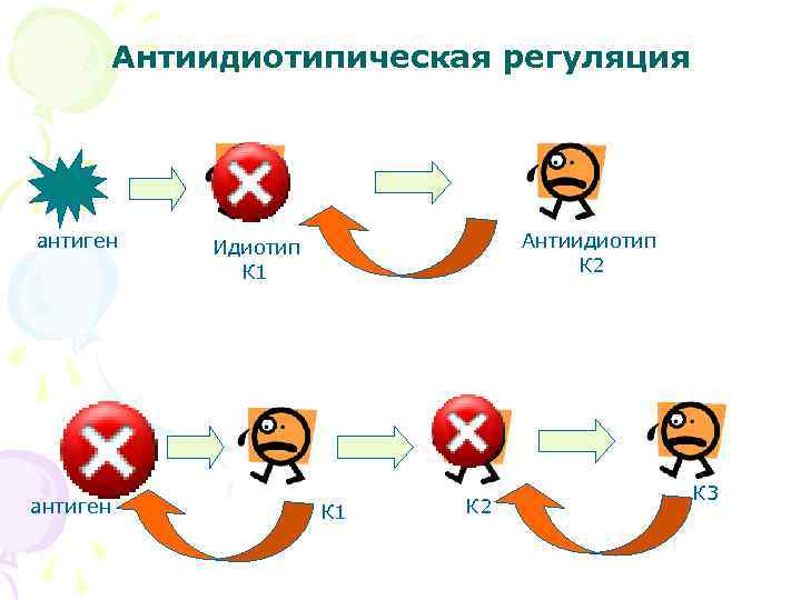 Антиидиотипическая регуляция антиген Антиидиотип К 2 Идиотип К 1 К 2 К 3 