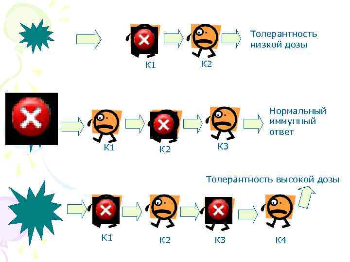 Толерантность низкой дозы К 2 К 1 Нормальный иммунный ответ К 1 К 2