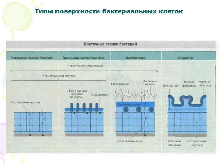  Типы поверхности бактериальных клеток 