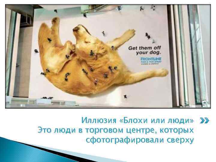 Иллюзия «Блохи или люди» Посмотрите на слайд и скажите блохи это или нет. Это