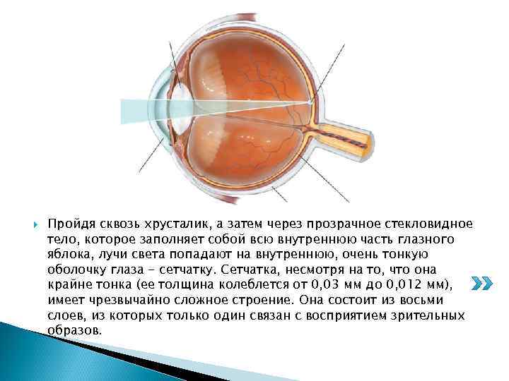  Пройдя сквозь хрусталик, а затем через прозрачное стекловидное тело, которое заполняет собой всю