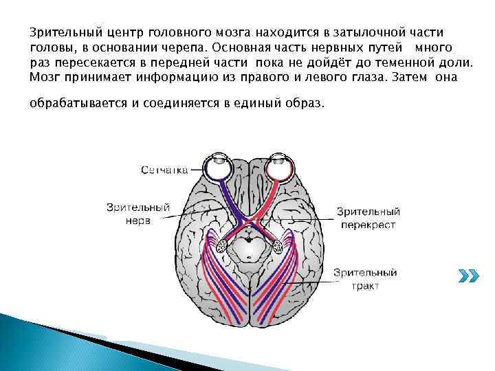 Зрительный центр головного мозга находится в затылочной части головы, в основании черепа. Основная часть