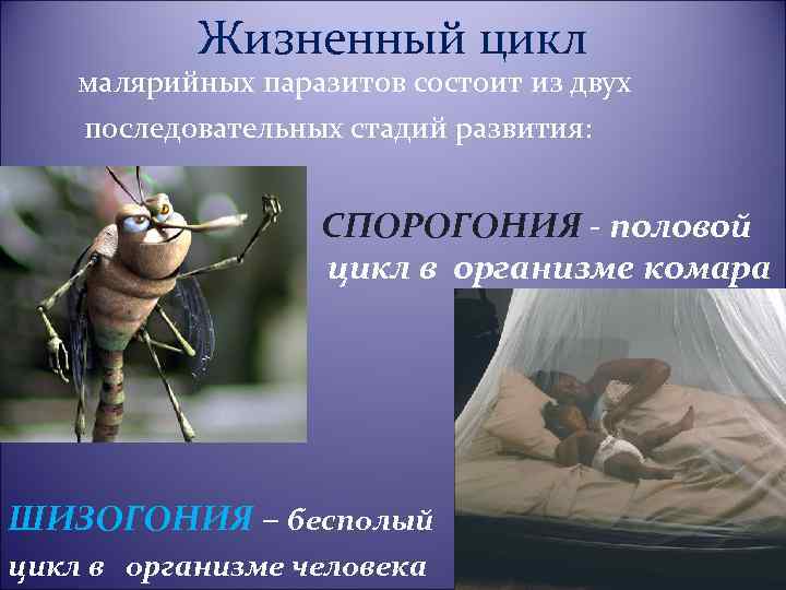 Жизненный цикл малярийных паразитов состоит из двух последовательных стадий развития: цикл в СПОРОГОНИЯ -