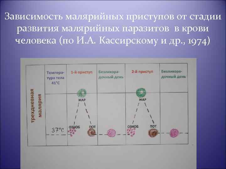 Зависимость малярийных приступов от стадии развития малярийных паразитов в крови человека (по И. А.