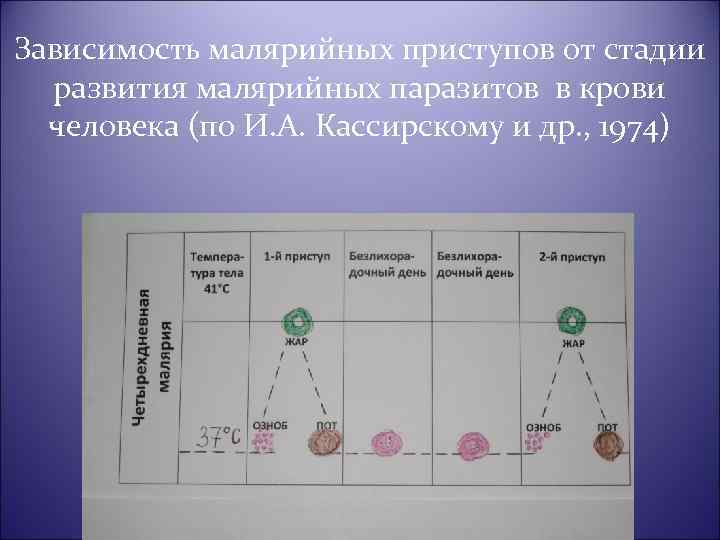 Зависимость малярийных приступов от стадии развития малярийных паразитов в крови человека (по И. А.