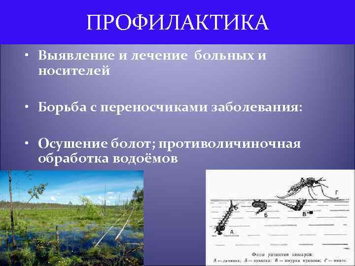 ПРОФИЛАКТИКА • Выявление и лечение больных и носителей • Борьба с переносчиками заболевания: •
