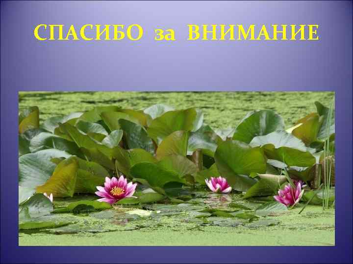 СПАСИБО за ВНИМАНИЕ 