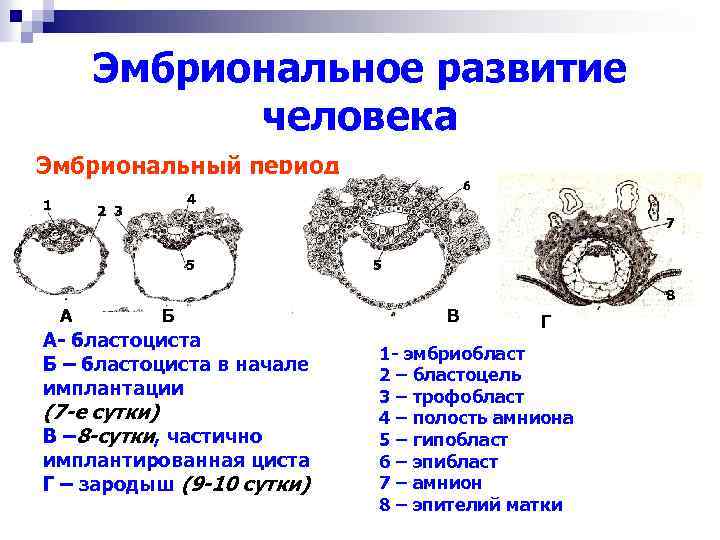 Рисунок эмбрионального развития