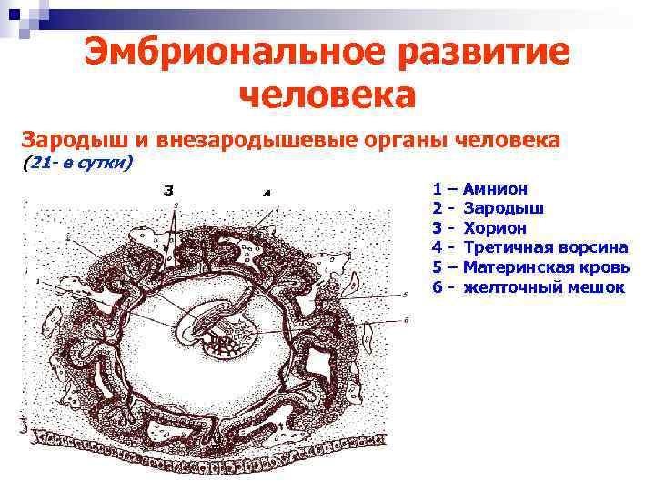 Зародыш человека схема