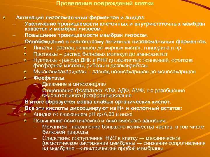 Проявления повреждений клетки Активация лизосомальных ферментов и ацидоз: – Увеличение проницаемости клеточных и внутриклеточных