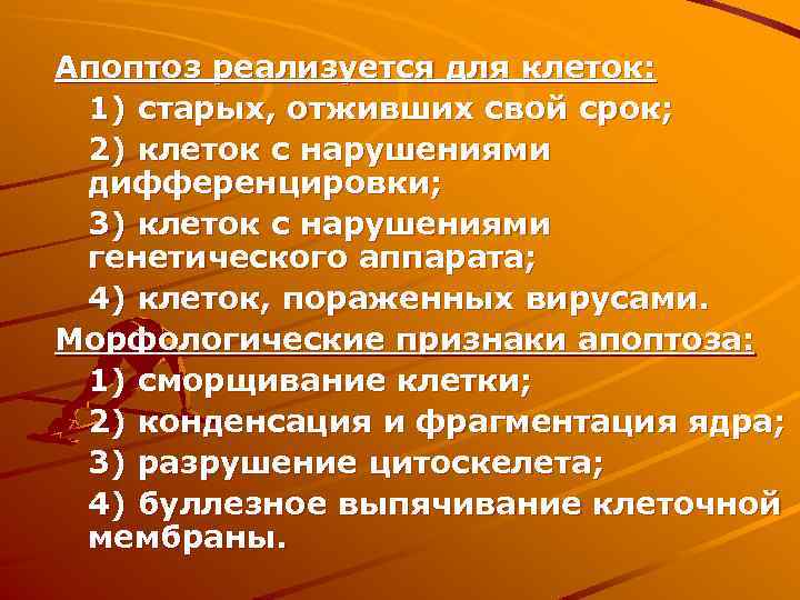 Апоптоз реализуется для клеток: 1) старых, отживших свой срок; 2) клеток с нарушениями дифференцировки;