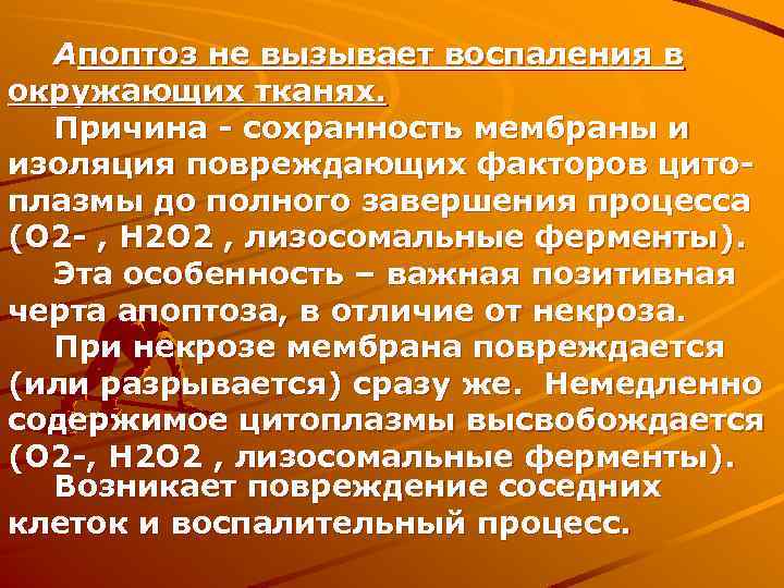 Апоптоз не вызывает воспаления в окружающих тканях. Причина - сохранность мембраны и изоляция повреждающих