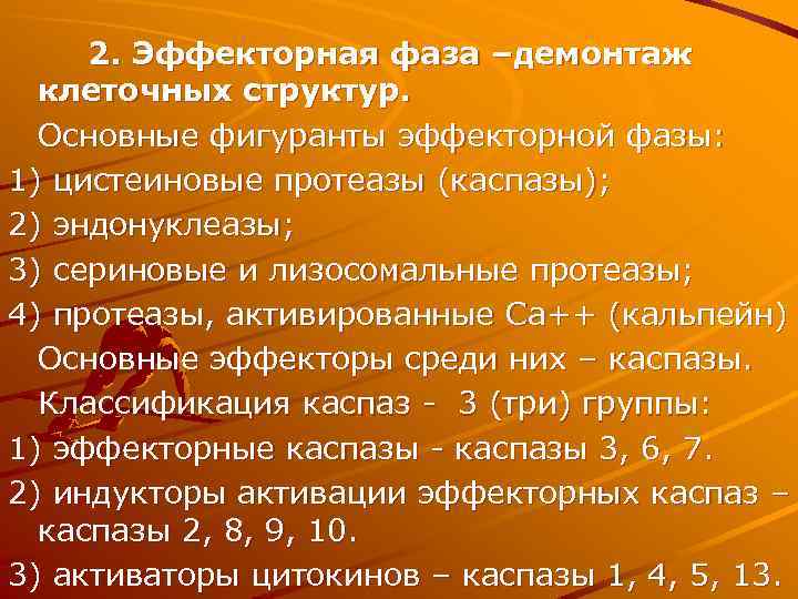 2. Эффекторная фаза –демонтаж клеточных структур. Основные фигуранты эффекторной фазы: 1) цистеиновые протеазы (каспазы);